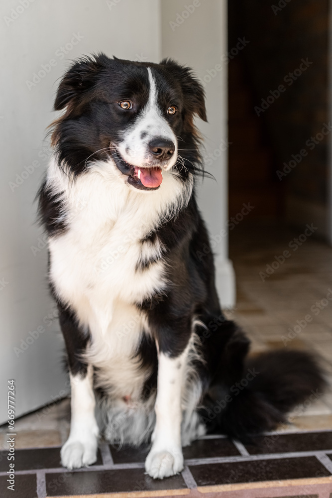 Close up portrait of beautiful Border Collie male puppy