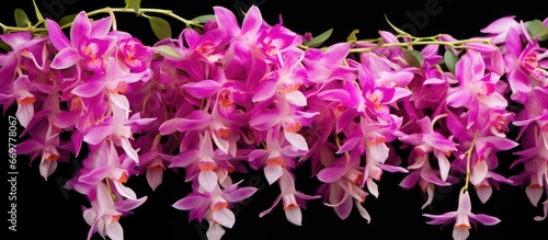 Dendrobium farmeri orchids in the garden photo