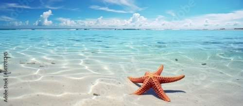 Fototapeta Naklejka Na Ścianę i Meble -  Oceanic lagoon home to southern beach starfish