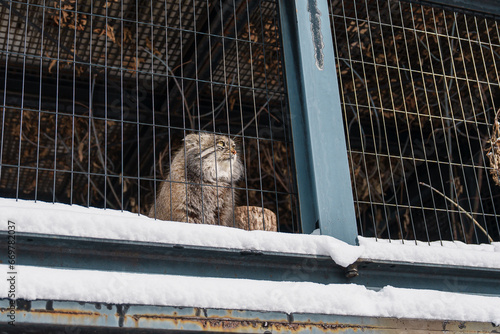 Pallas s cat or Felis manul at Asahiyama Zoo in winter season. landmark and popular for tourists attractions in Asahikawa, Hokkaido, Japan. Travel and Vacation concept photo