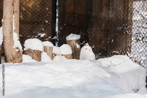 Snowy owl or Nyctea scandiaca at Asahiyama Zoo in winter season. landmark and popular for tourists attractions in Asahikawa, Hokkaido, Japan. Travel and Vacation concept photo