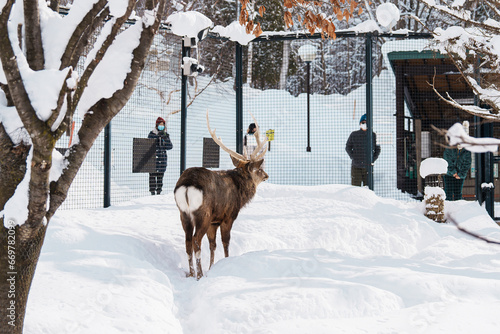 Fototapeta Naklejka Na Ścianę i Meble -  Reindeer or Rangifer tarandus at Asahiyama Zoo in winter season. landmark and popular for tourists attractions in Asahikawa, Hokkaido, Japan. Travel and Vacation concept