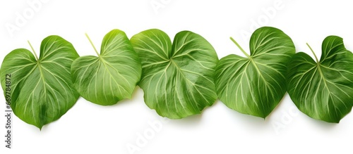 Background of colocasia leaves