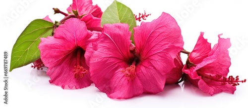 The fruit of Hibiscus sabdariffa known as roselle blooms photo