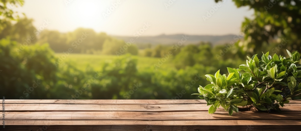 Farm table with wooden podium displaying food and products set against natural background with grass and morning sunlight