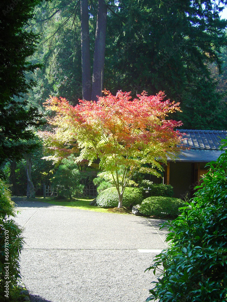 Obraz premium Tree in the park