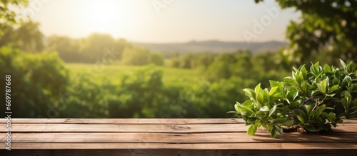 Farm table with wooden podium displaying food and products set against natural background with grass and morning sunlight