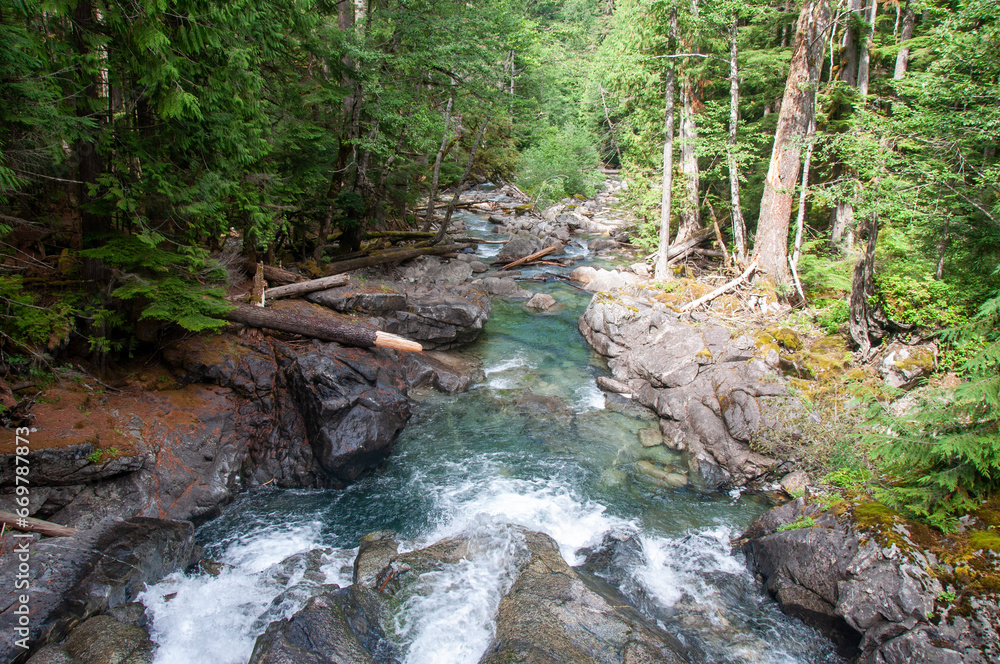 Obraz premium river in the forest