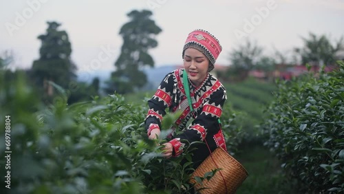 Tea garden farmers and worker wearing traditional dresser picking tea leaves at plantation with foggy mountain village countryside background