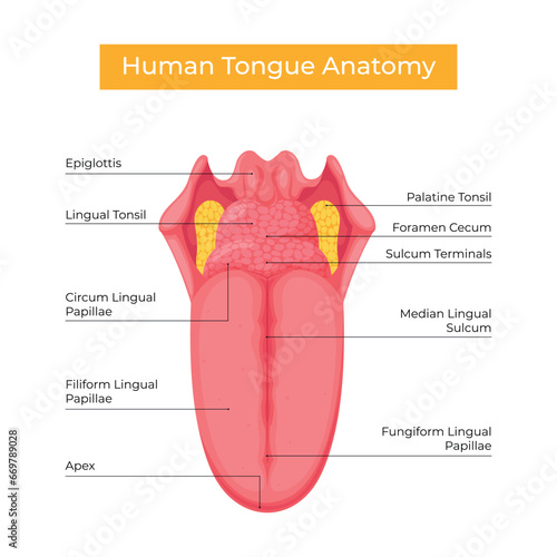 Human tongue anatomical structure vector design photo