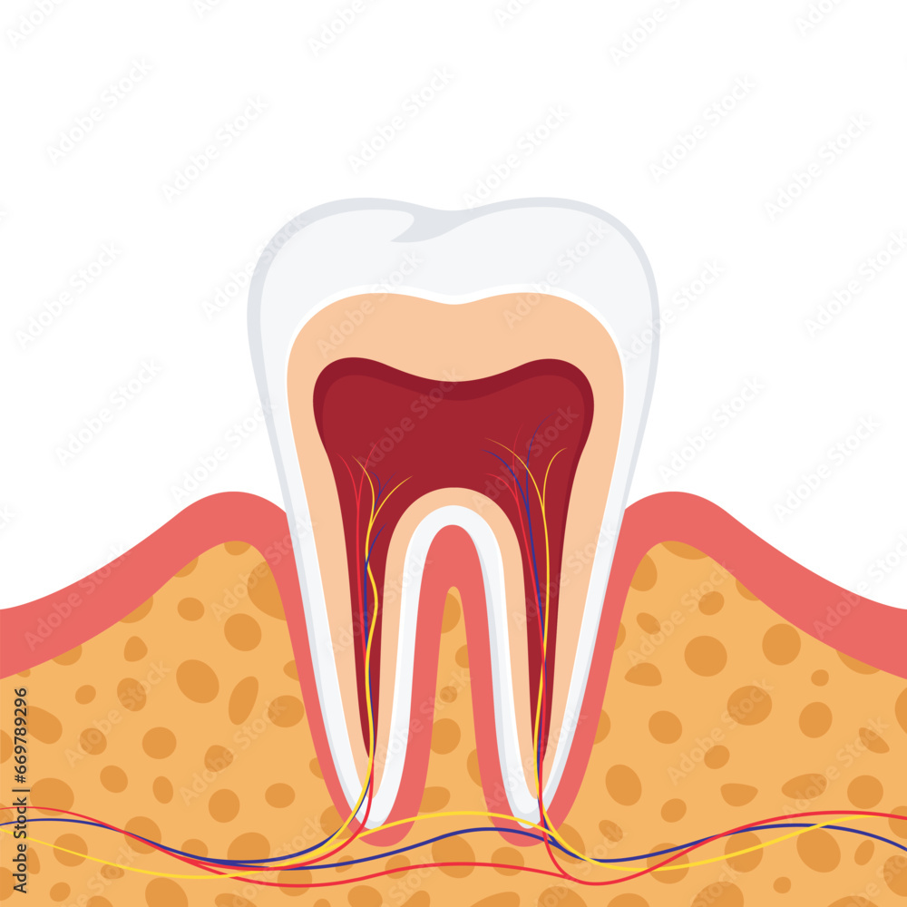 Human teeth parts tooth structure scheme Human teeth parts tooth structure scheme