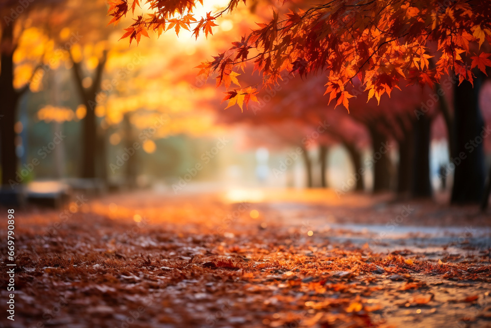 Maple Tree Garden in Autumn with blurred nature background.
