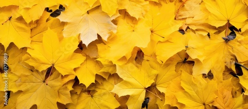 Canadian maples yellow leaves amid fallen foliage