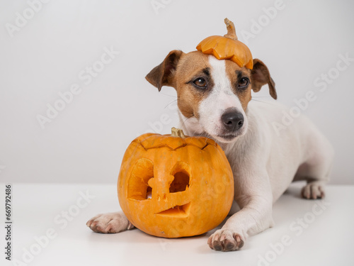 Jack Russell Terrier dog with a pumpkin cap and a jack-o-lantern on a white background.