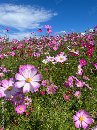 青空とコスモス畑