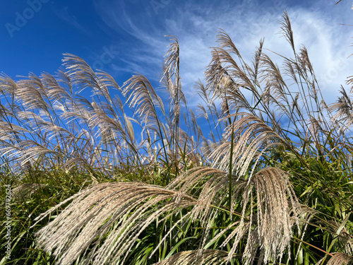 風になびくススキ