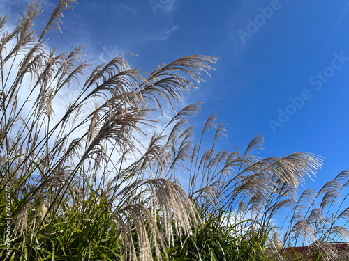 秋晴れとススキ