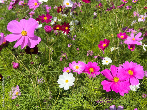 コスモスの花々