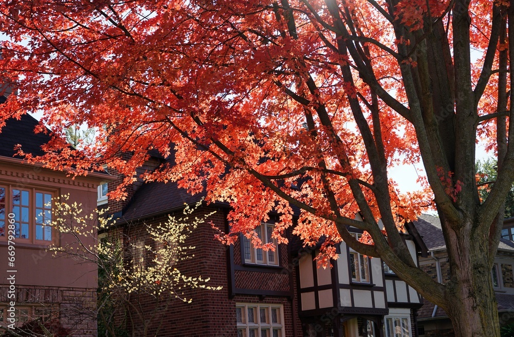 Residential street with backlit maple tree in vivid red color in fall Residential street with backlit maple tree in vivid red color in fall