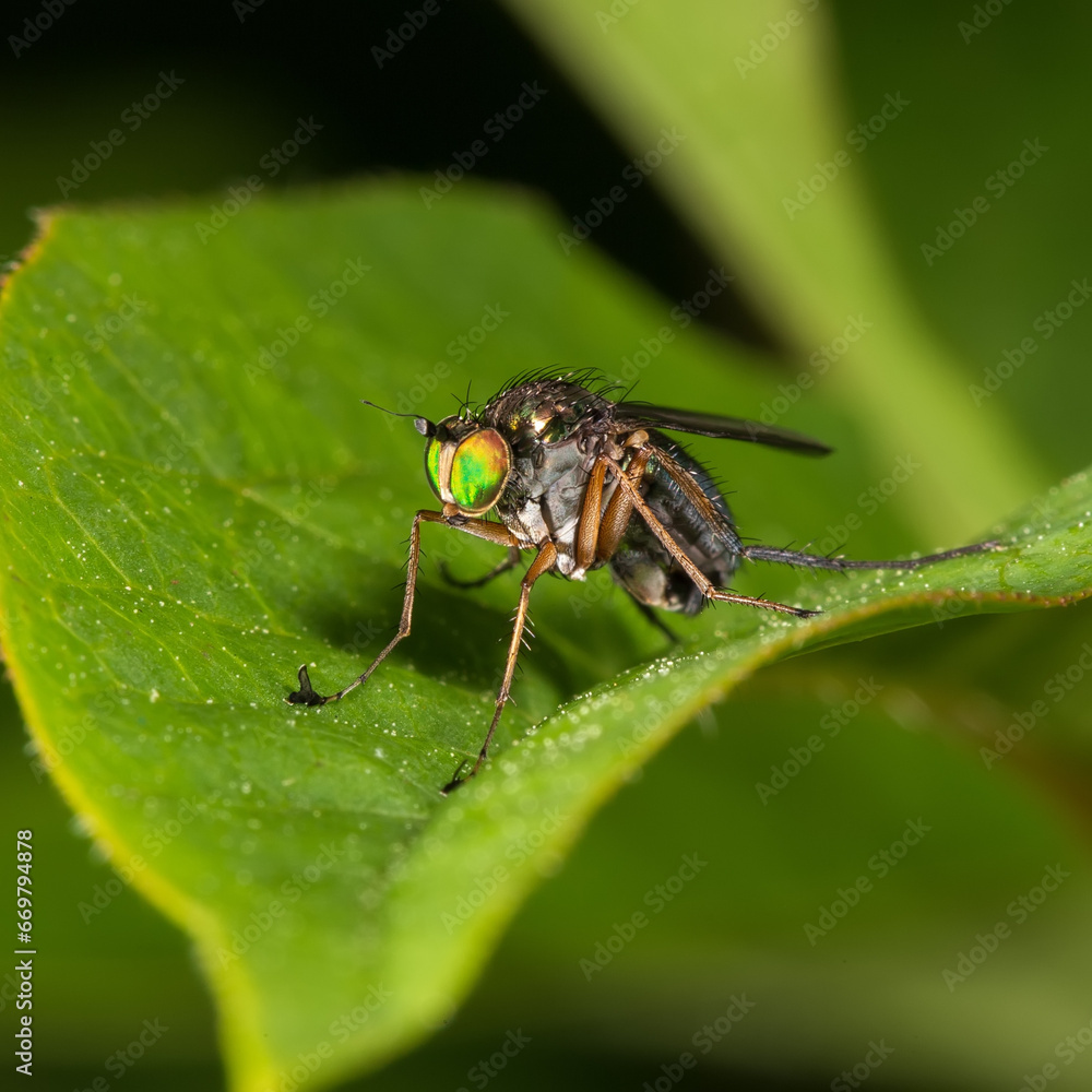 Fly with rainbow eyes Fly with rainbow eyes