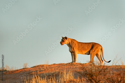 A lioness (Panthera leo) standing on a red sand dune, Kalahari desert, South Africa.