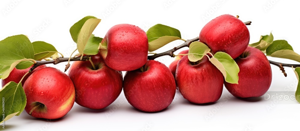 Growing manalagi apple varieties with a combination of sweetness and acidity Growing manalagi apple varieties with a combination of sweetness and acidity