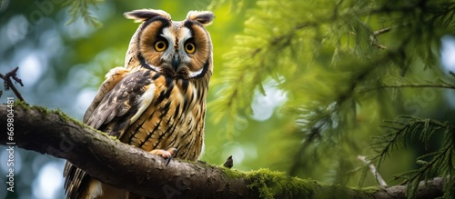 Owl with elongated ears perched on a tree © AkuAku