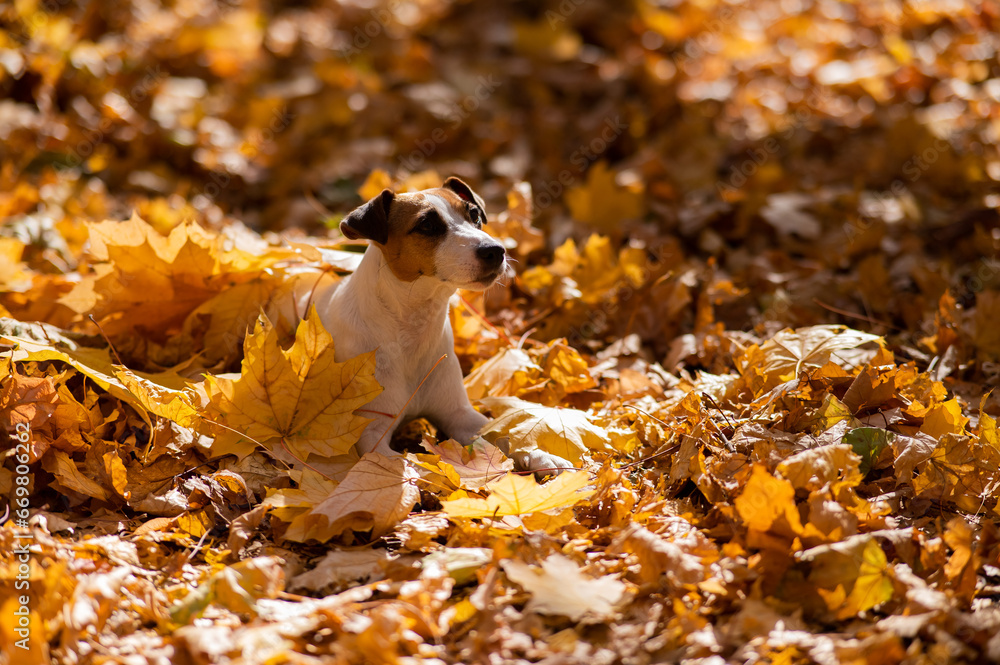 Jack Russell Terrier dog in a pile of yellow fallen leaves. 