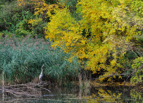 710-58 Great Blue Heron in Autumn