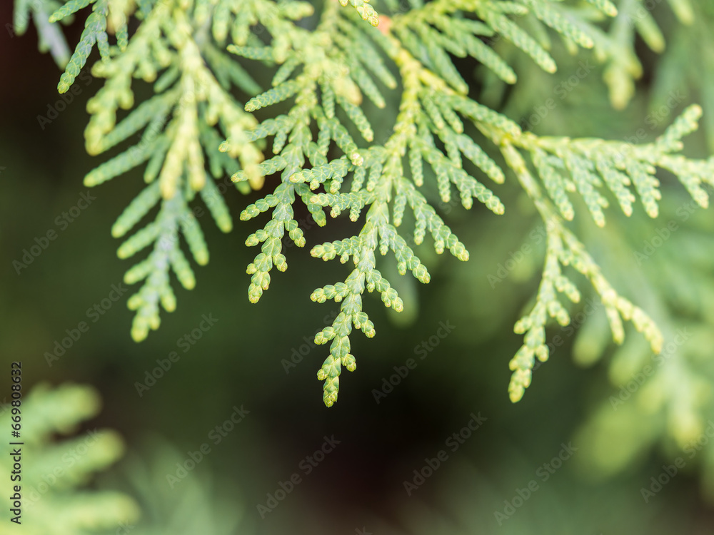 Thuja branches close-up. Thuja branch background