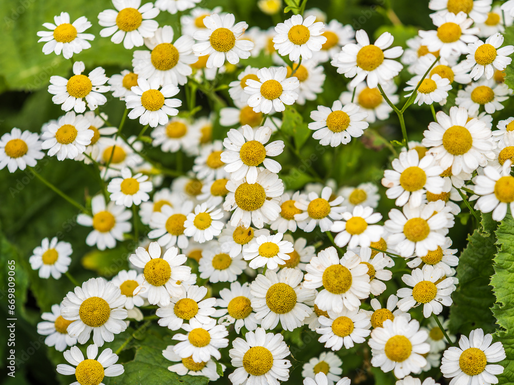 White and yellow daisy flowers on a green blurred background. White and yellow daisy flowers on a green blurred background.