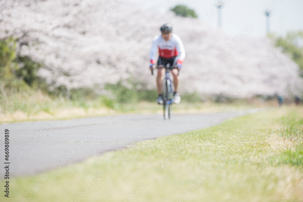 Naklejka premium 多摩川と桜とサイクリング