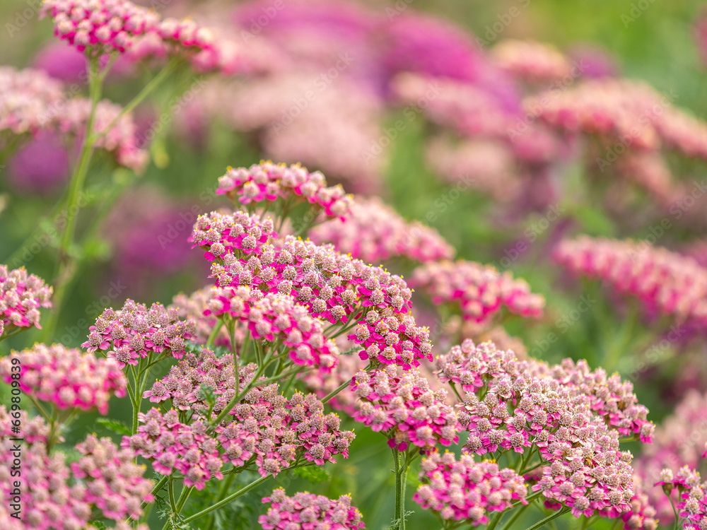 Close up of colourful pink achillea flowers, Close up of colourful pink achillea flowers,