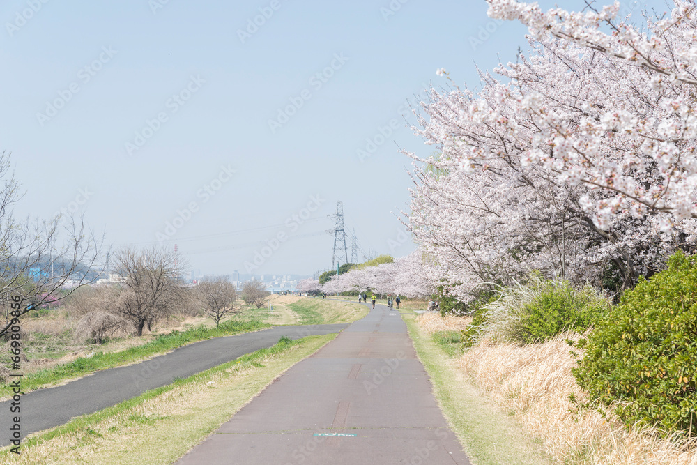 府中市の多摩川と桜