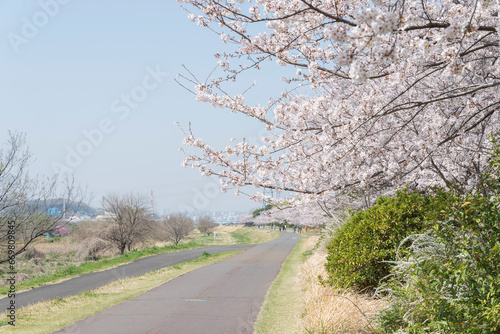 府中市の多摩川と桜