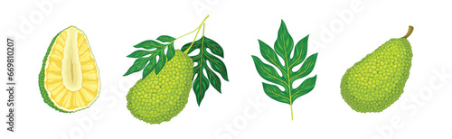 Ripe Green Jackfruit with Seed Coat and Fibrous Core Vector Set