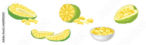 Ripe Green Jackfruit with Seed Coat and Fibrous Core Vector Set