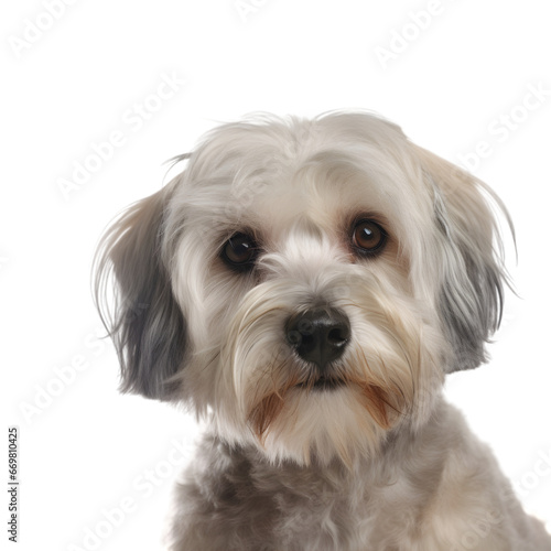 Close up shot, portrait of a dandie dinmont isolated on transparent background, looking at the camera. .  