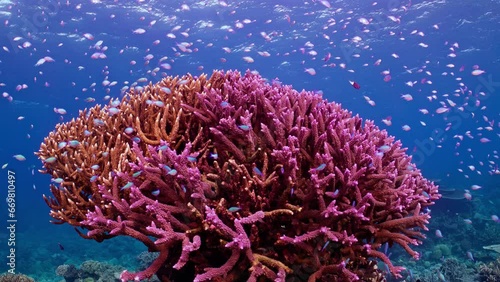 The top of a majestic deep purple Staghorn Coral formation. Schools of small tropical reef fish gracefully swim above, Great Barrier Reef