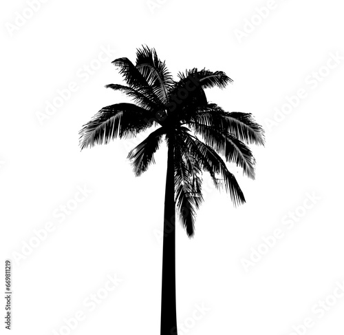 silhouette of  palm tree on white background vector art   black color  