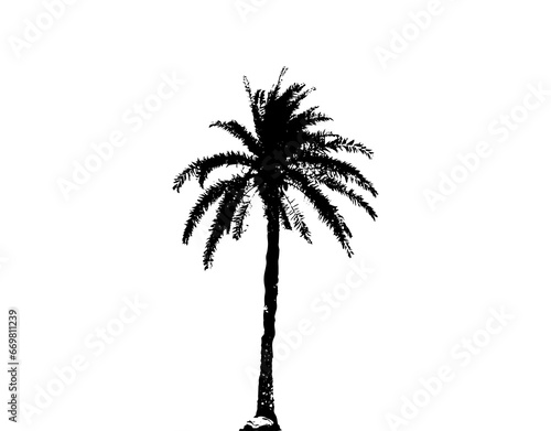 silhouette of  palm tree on white background vector art   black color  