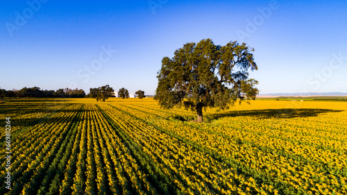 Oak Tree Surrounded by Vibrant Sunflowers