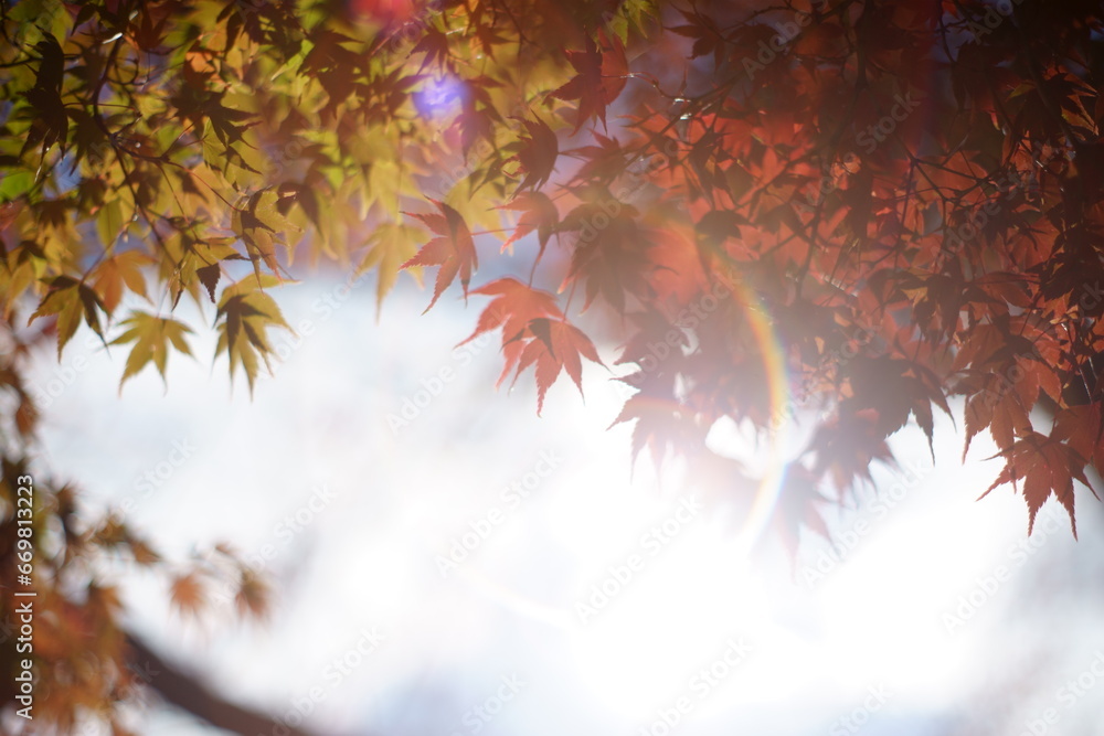 The autumn leaves during this season are beautiful. The autumn leaves during this season are beautiful.