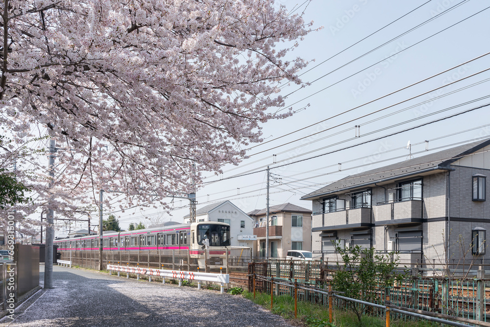 京王線と桜