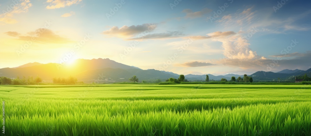 Sunset on a rice farm painted green