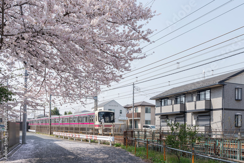 京王線と桜