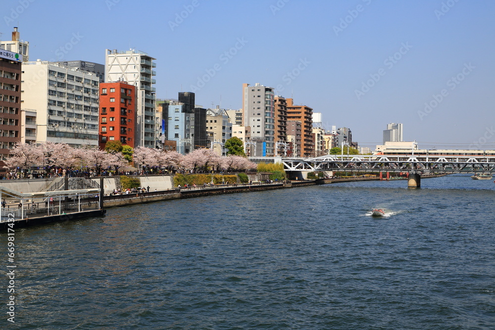 Obraz premium 隅田川沿いに咲く満開の桜