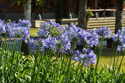 Close-up Side View Of Beauty Of Agapanthus Praecox Plants With Long-stemmed Purple Flowers In The Garden Park