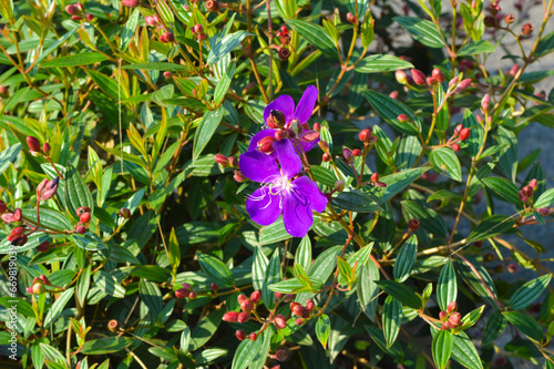 High Angle View Of Beautiful Small Purple-flowered Pleroma Semidecandrum Plants With Its Reddish Flower Buds In The Midst Of Morning Sunlight photo