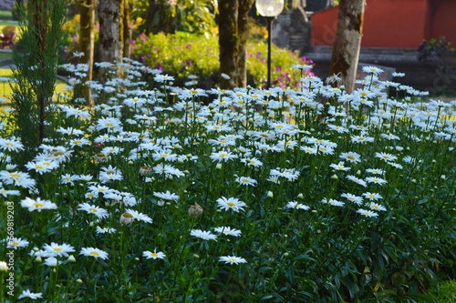 Sweet Colorful White, Green, And Yellow View Of Leucanthemum maximum Flower Garden On A Beautiful Morning